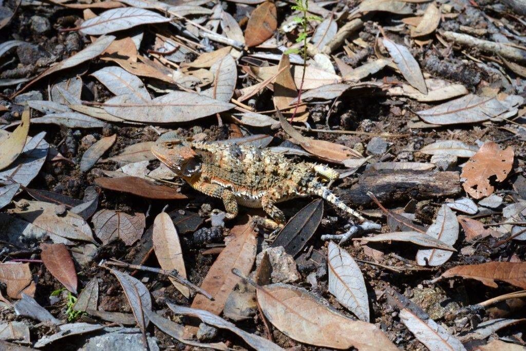 Lizard